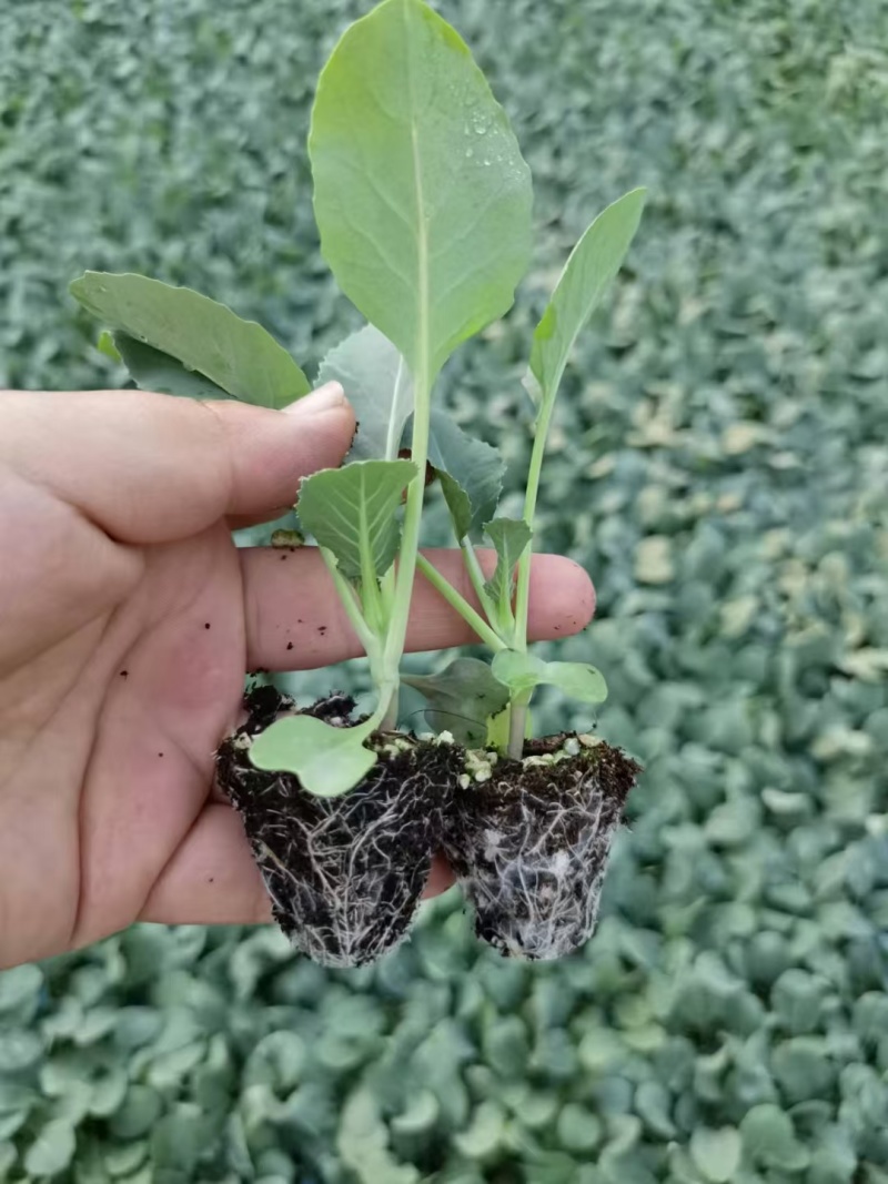 有机菜花苗青梗松花菜苗散花小米粒菜花种苗供应