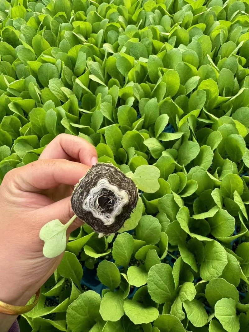 黄心白菜苗口感佳黄芯大白菜苗白菜苗供应苗厂直发
