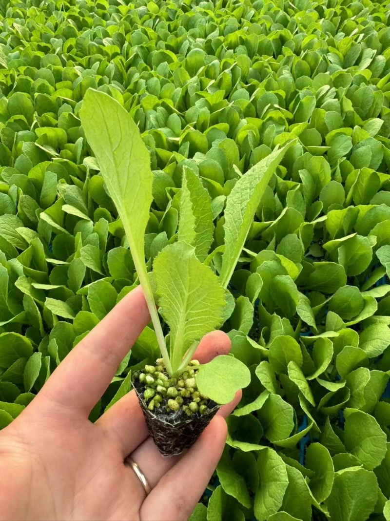 黄心白菜苗口感佳黄芯大白菜苗白菜苗供应苗厂直发