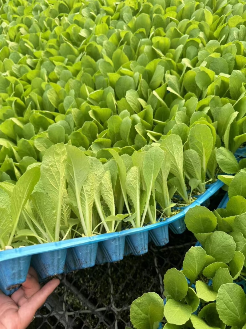 黄心白菜苗口感佳黄芯大白菜苗白菜苗供应苗厂直发