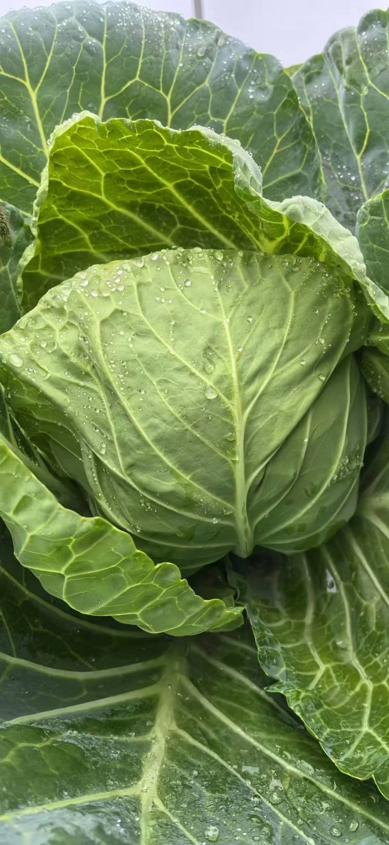 甘蓝苗黄心暄绿水果大头菜圆白菜包菜苗苗厂直发种子种苗供应