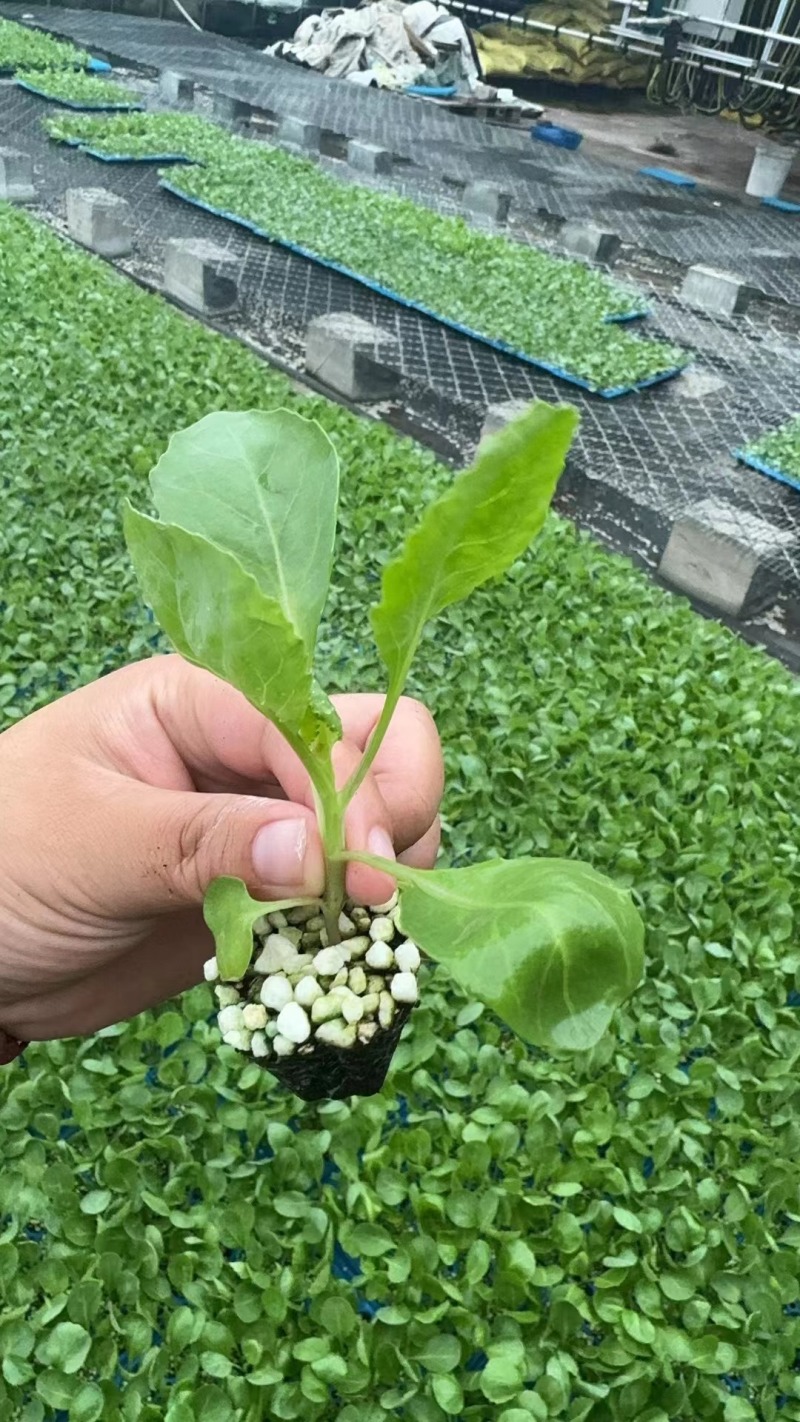 甘蓝苗黄心暄绿水果大头菜圆白菜包菜苗苗厂直发种子种苗供应