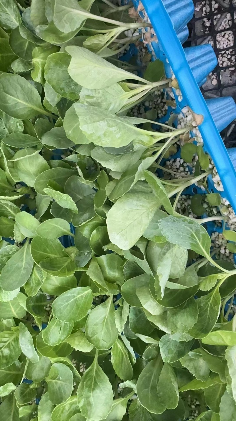 甘蓝苗黄心暄绿水果大头菜圆白菜包菜苗苗厂直发种子种苗供应