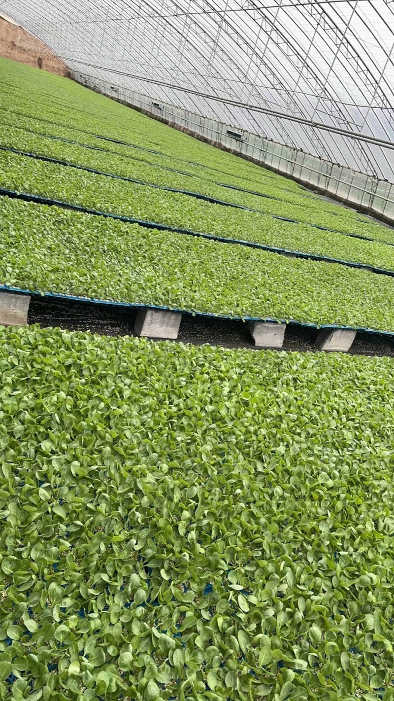 甘蓝苗黄心暄绿水果大头菜圆白菜包菜苗苗厂直发种子种苗供应