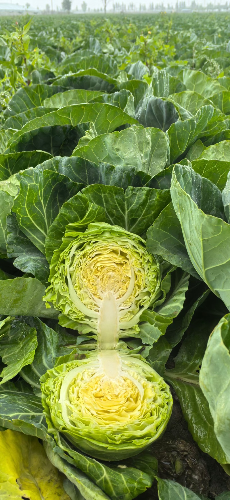 甘蓝苗黄心暄绿水果大头菜圆白菜包菜苗苗厂直发种子种苗供应