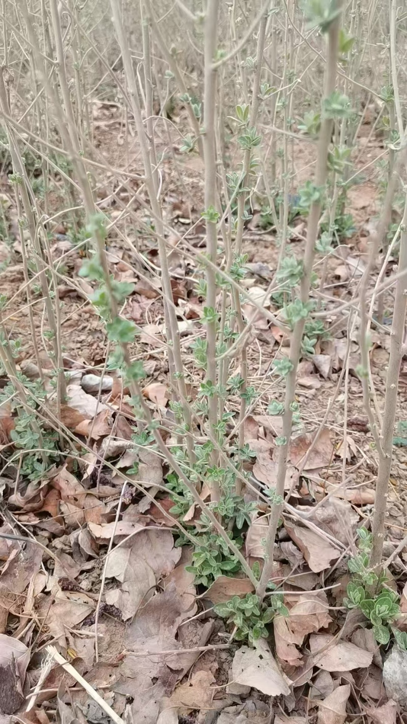 大量出售沙枣苗