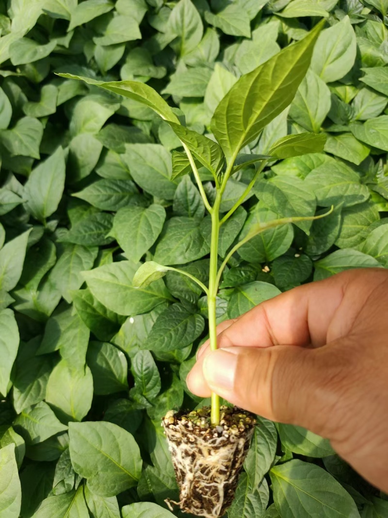 红泡椒苗抗病强产量高耐运输产量高基地直发