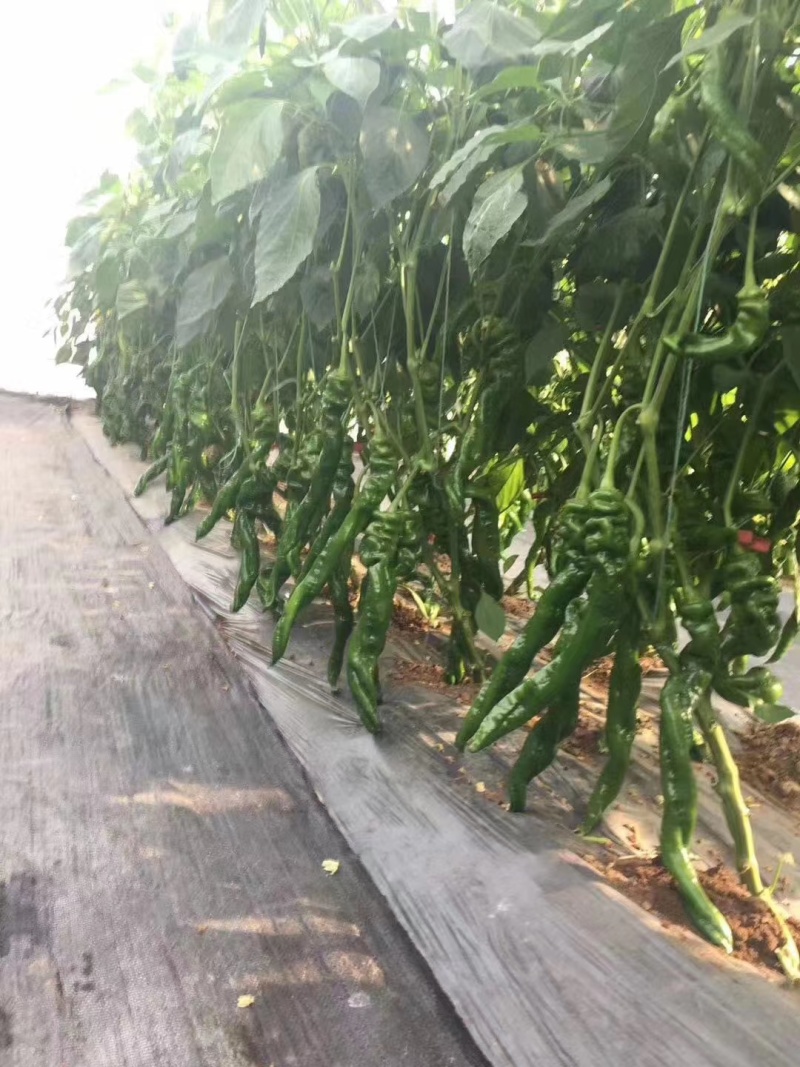 陇椒辣椒苗耐运输品种产量高抗病好基地直发