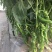 陇椒辣椒苗耐运输品种产量高抗病好基地直发