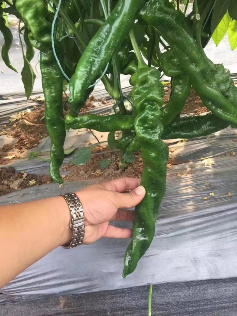 陇椒辣椒苗耐运输品种产量高抗病好基地直发