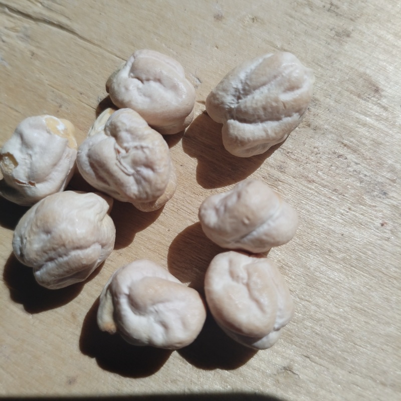 鹰嘴豆新疆木垒特产干炒生熟大中颗粒鹰嘴豆包邮批发