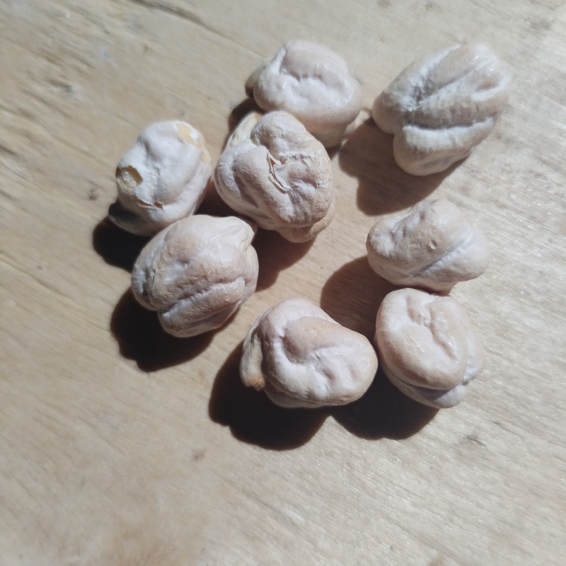 鹰嘴豆新疆木垒特产干炒生熟大中颗粒鹰嘴豆包邮批发