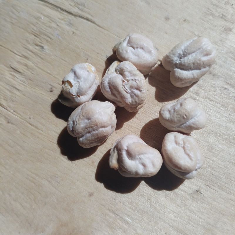 鹰嘴豆新疆木垒特产干炒生熟大中颗粒鹰嘴豆包邮批发