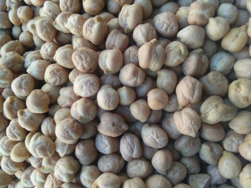 鹰嘴豆新疆木垒特产干炒生熟大中颗粒鹰嘴豆包邮批发
