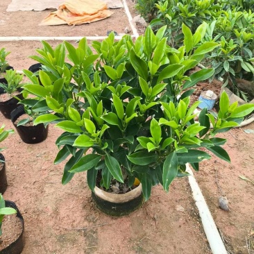 非洲茉莉10-2米高低价清场