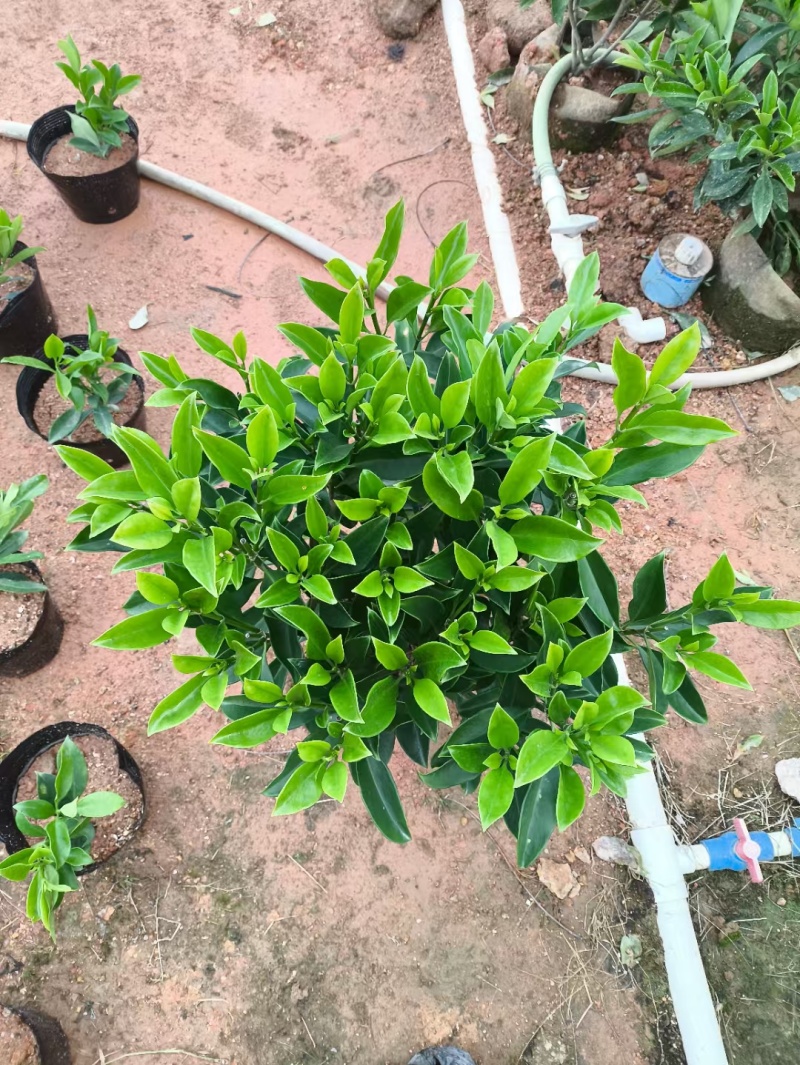 非洲茉莉10-2米高低价清场
