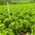 非洲茉莉10-2米高低价清场