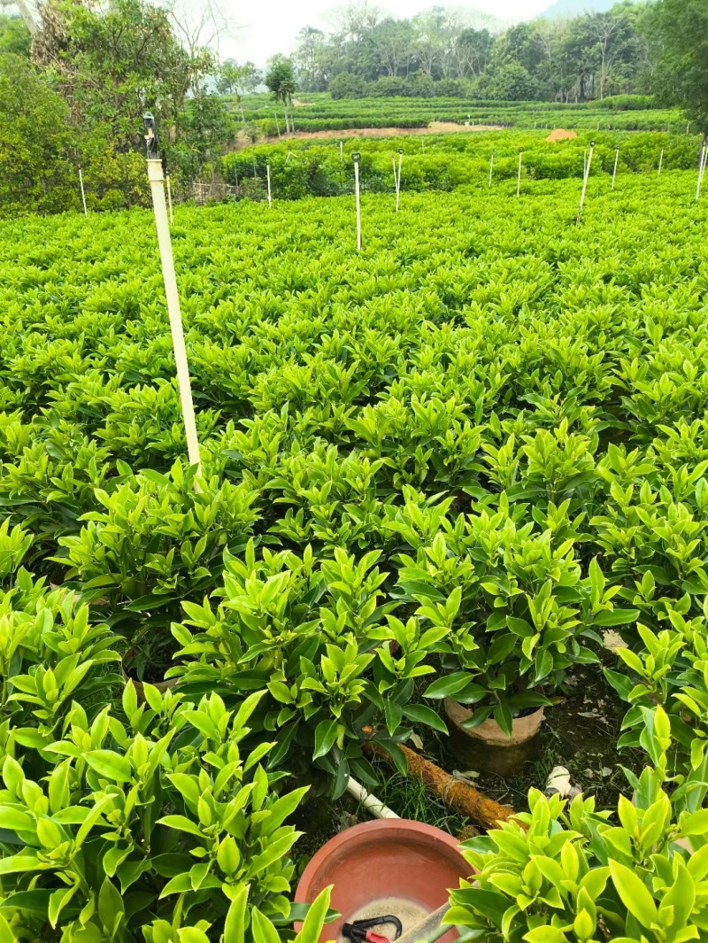 非洲茉莉10-2米高低价清场