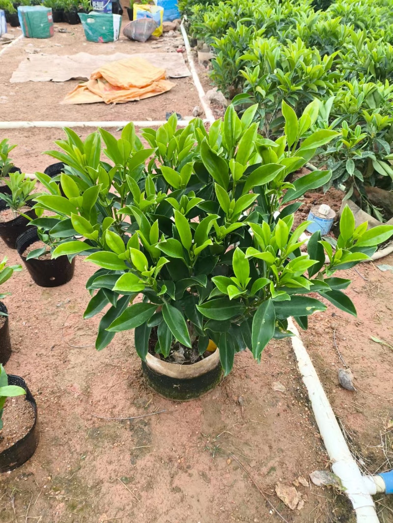 非洲茉莉10-2米高低价清场