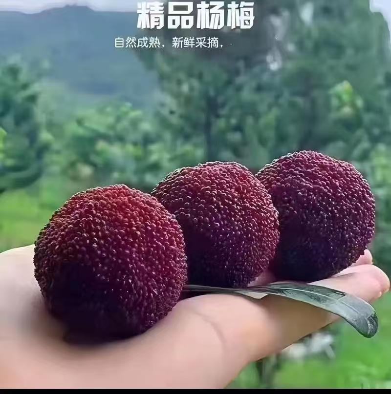 东魁杨梅产地直发一手货源诚信经营品质保证服务周到