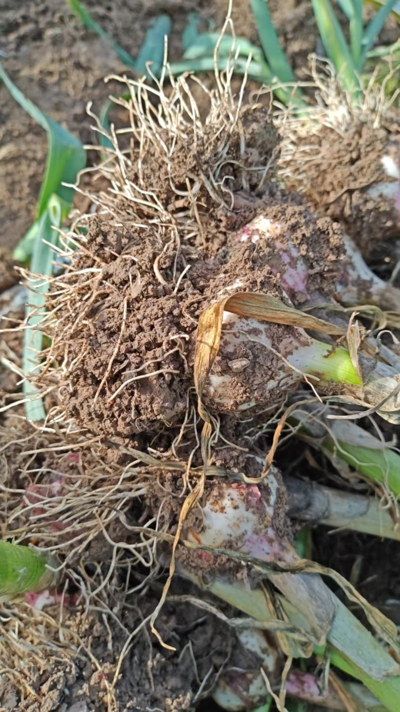【自家种植品质保障】精品河南大蒜量大从优产地直发