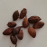 《精品》草果大量有货精选药材品质保证可视频看货