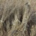 一年生沙棘苗