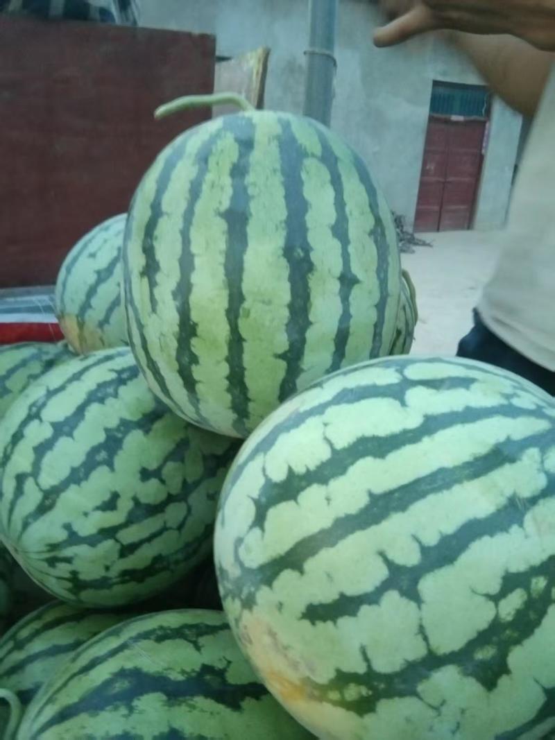 （精品特小凤）蒲城特小凤/吊兰西瓜/无籽吊瓜/小糖丸供应