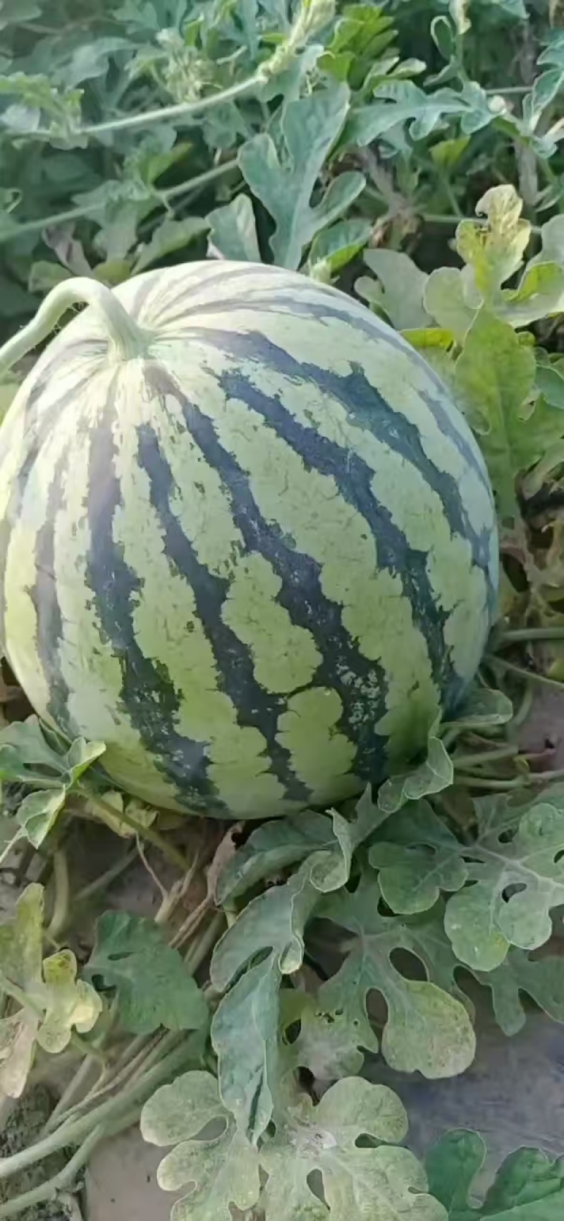 （精品特小凤）蒲城特小凤/吊兰西瓜/无籽吊瓜/小糖丸供应