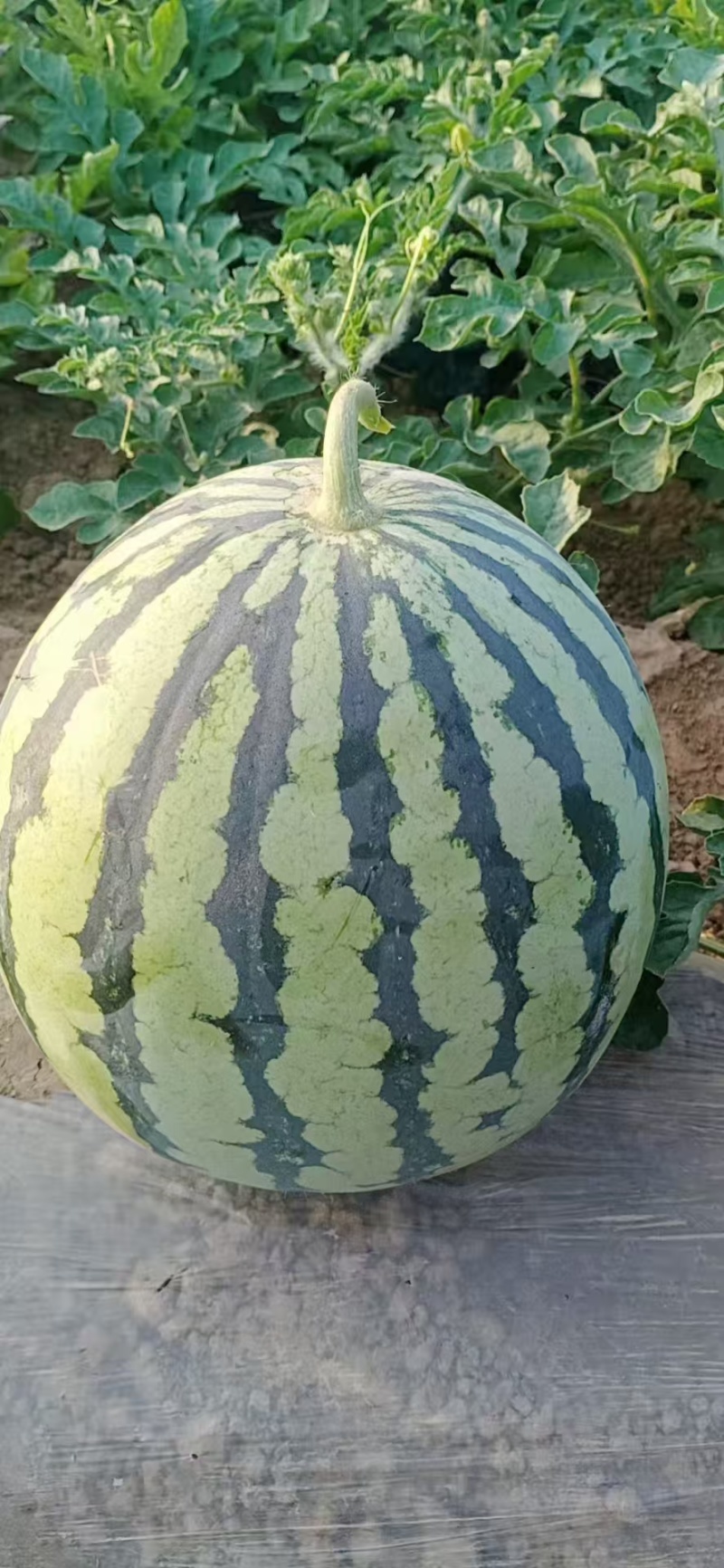 （精品特小凤）蒲城特小凤/吊兰西瓜/无籽吊瓜/小糖丸供应
