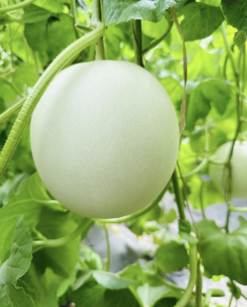 自种精品头茬网红冰淇淋玉菇甜瓜可供各大平台可视频看货