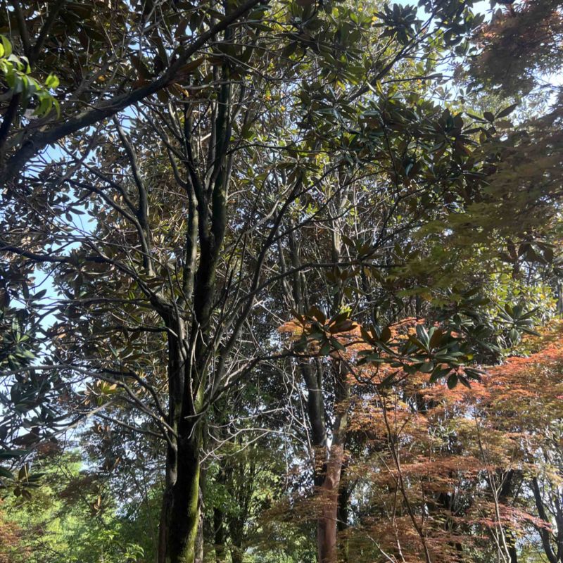 广玉兰）奉新县邹家苗圃基地供应广玉兰，欢迎老板光临
