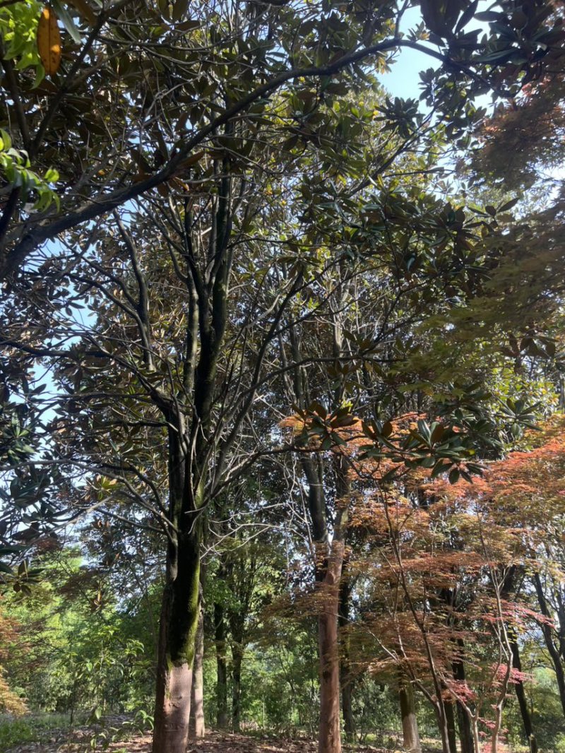 广玉兰）奉新县邹家苗圃基地供应广玉兰，欢迎老板光临