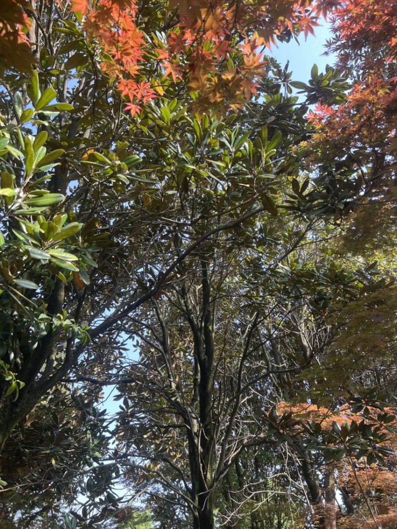 广玉兰）奉新县邹家苗圃基地供应广玉兰，欢迎老板光临
