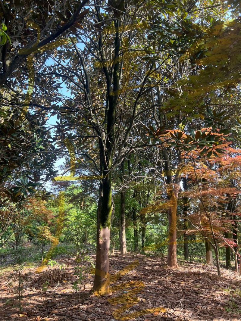广玉兰）奉新县邹家苗圃基地供应广玉兰，欢迎老板光临