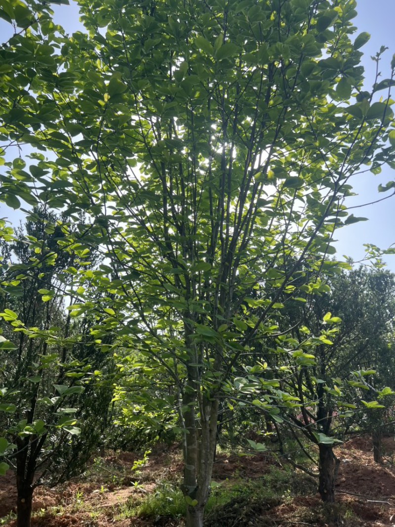 绿草如茵，枝繁叶茂，为城市带来了清新的气息和宜人的氛围。