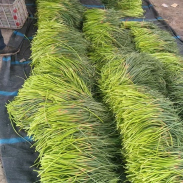 深州蒜薹大量有货