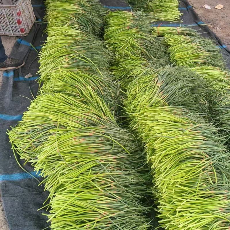 深州蒜薹大量有货
