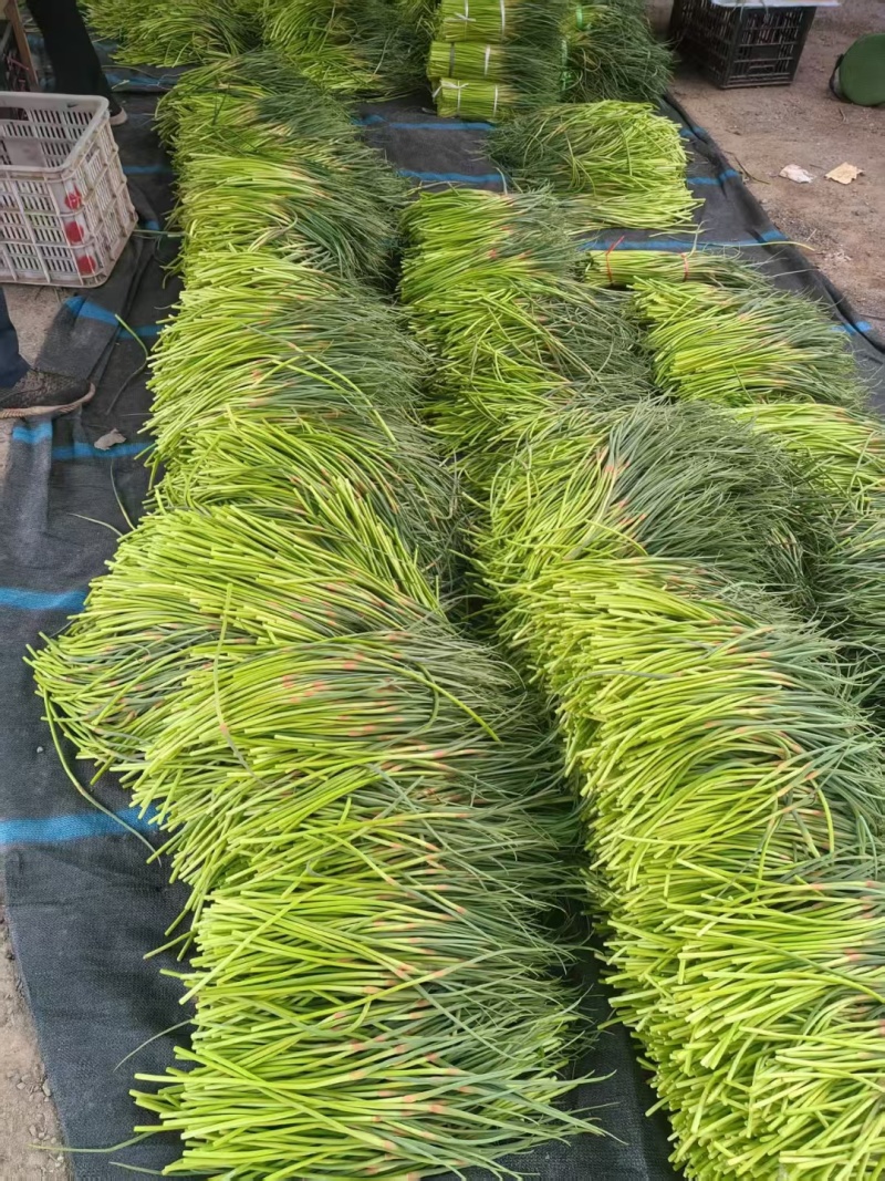 深州蒜薹大量有货