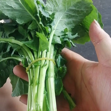板蓝根青菜