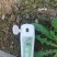 茉莉香葡萄大量上市，价格便宜，果型好，甜度高欢迎下单！