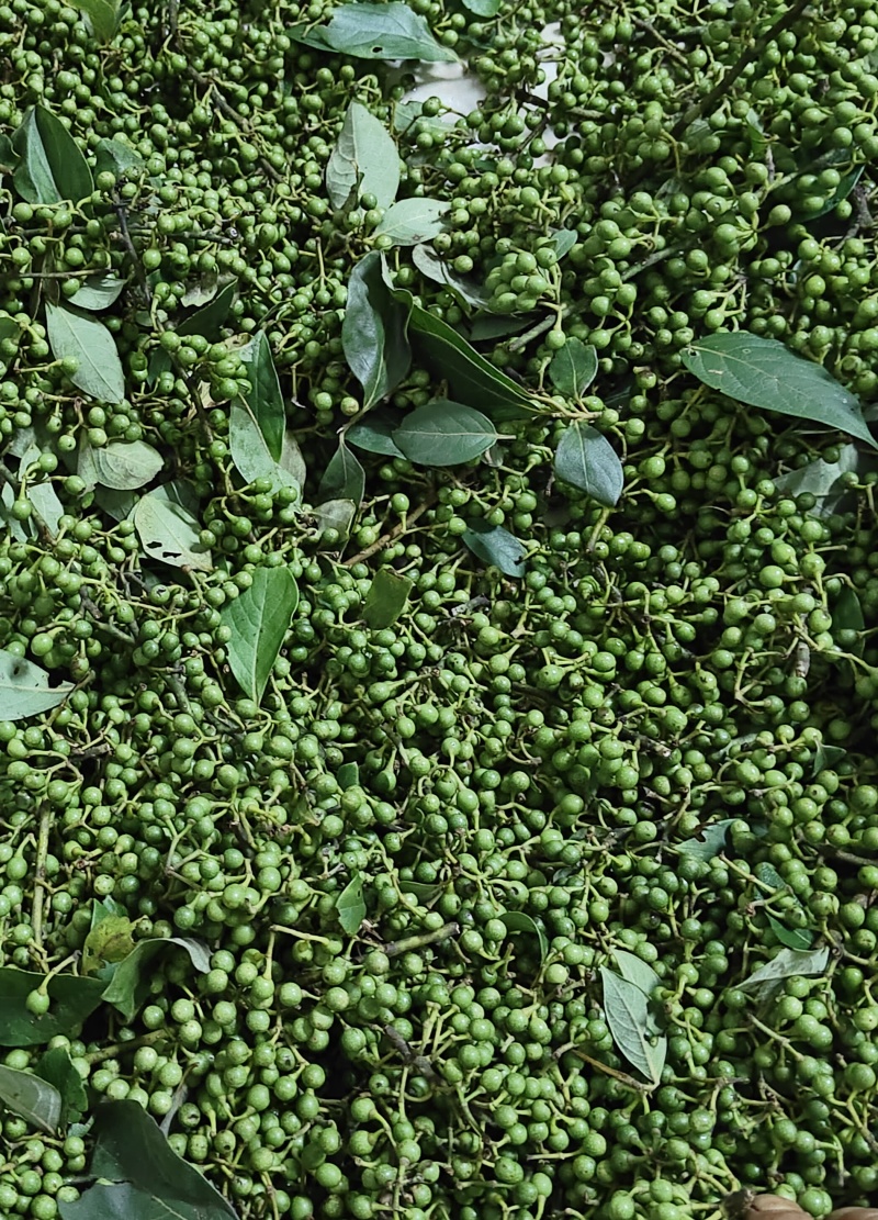 贵州野生木姜油山胡椒油纯油