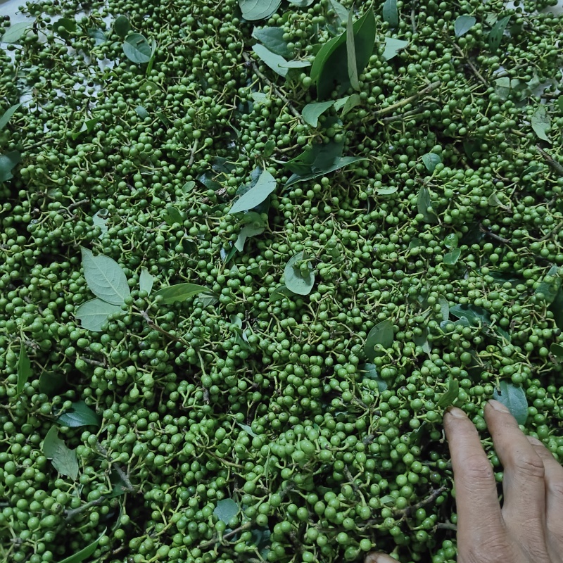 贵州野生木姜油山胡椒油纯油
