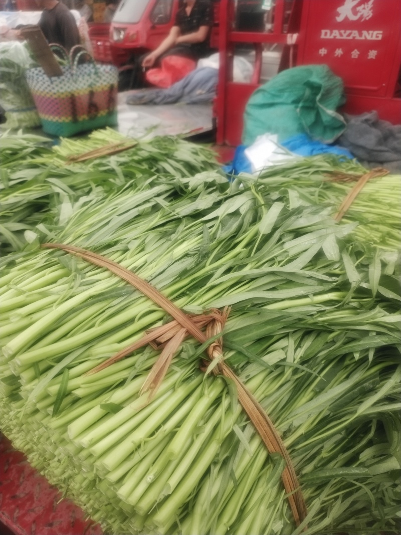 尖叶空心菜