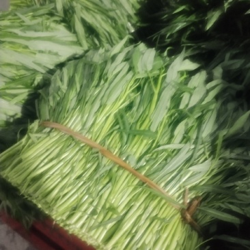 尖叶空心菜