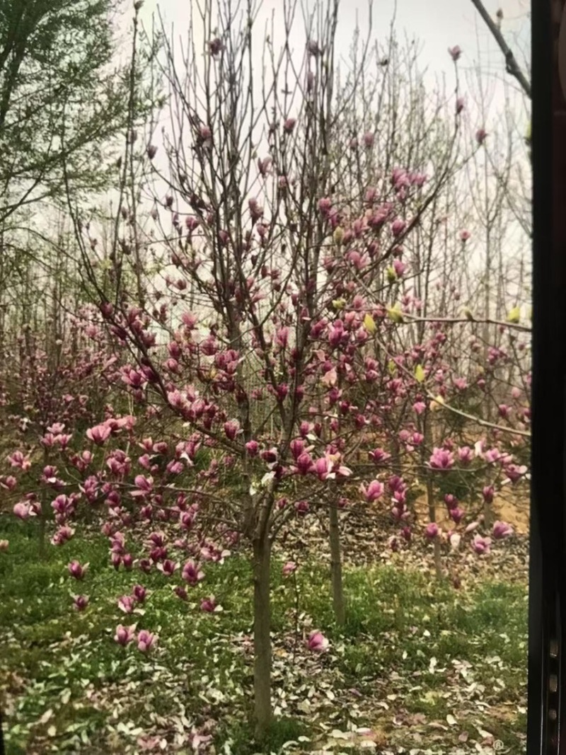 紫玉兰：邹家苗圃基地大量供应玉兰，欢迎老板来基地参观来电享