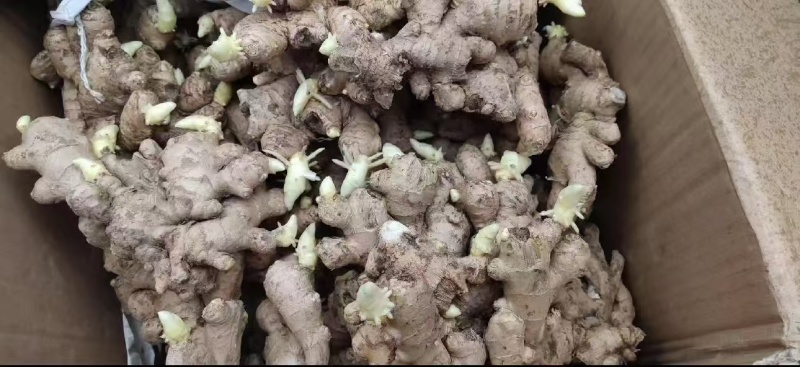 山东368山东一号脱毒高产姜种