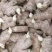 山东368山东一号脱毒高产姜种