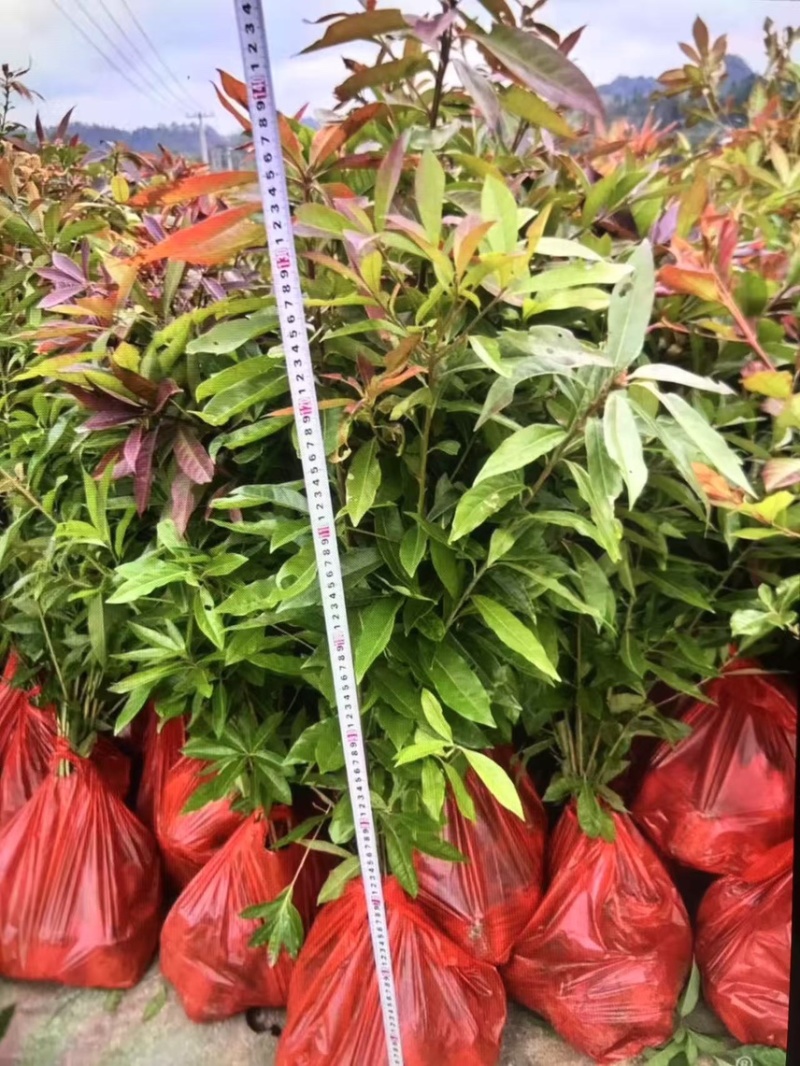 木荷杯苗）邹家苗圃大量供应木荷，欢迎老板来电咨询