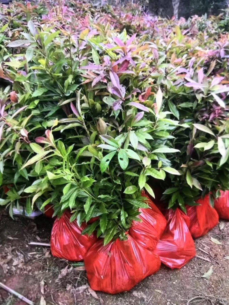 木荷杯苗）邹家苗圃大量供应木荷，欢迎老板来电咨询